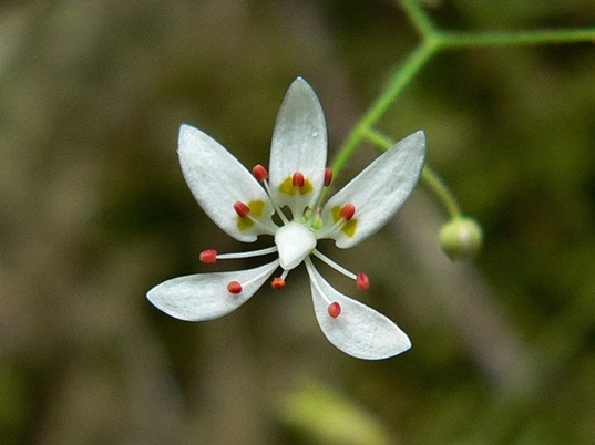 {Hydatica petiolaris}